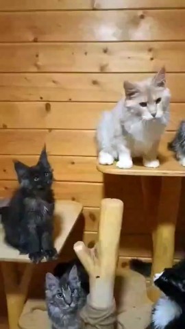 tinorika17 в LOOKY. . Замечательные дети и...