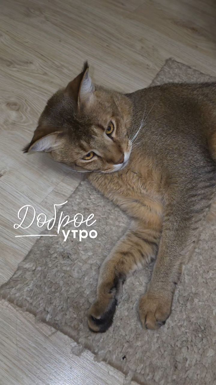 afina_zeus в LOOKY. #кот,#кошки,#кошка,#коты,#мыизкотограма,#большиекошки,#редкиекошки,#красивыекошки,#гибридныекошки,#видеомомент,#видосики,#котикмой,#котеечка,#любимецсемьи,#люблюкошек,#жизнькота,#котонутые,#котозависимость,#котомания,#looky,#looky_official,#looky_кошки. Доброе утро,  друзья...