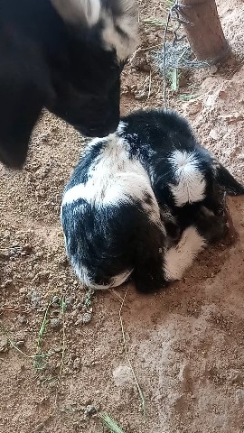 said в LOOKY. . Goat 🥰 cute