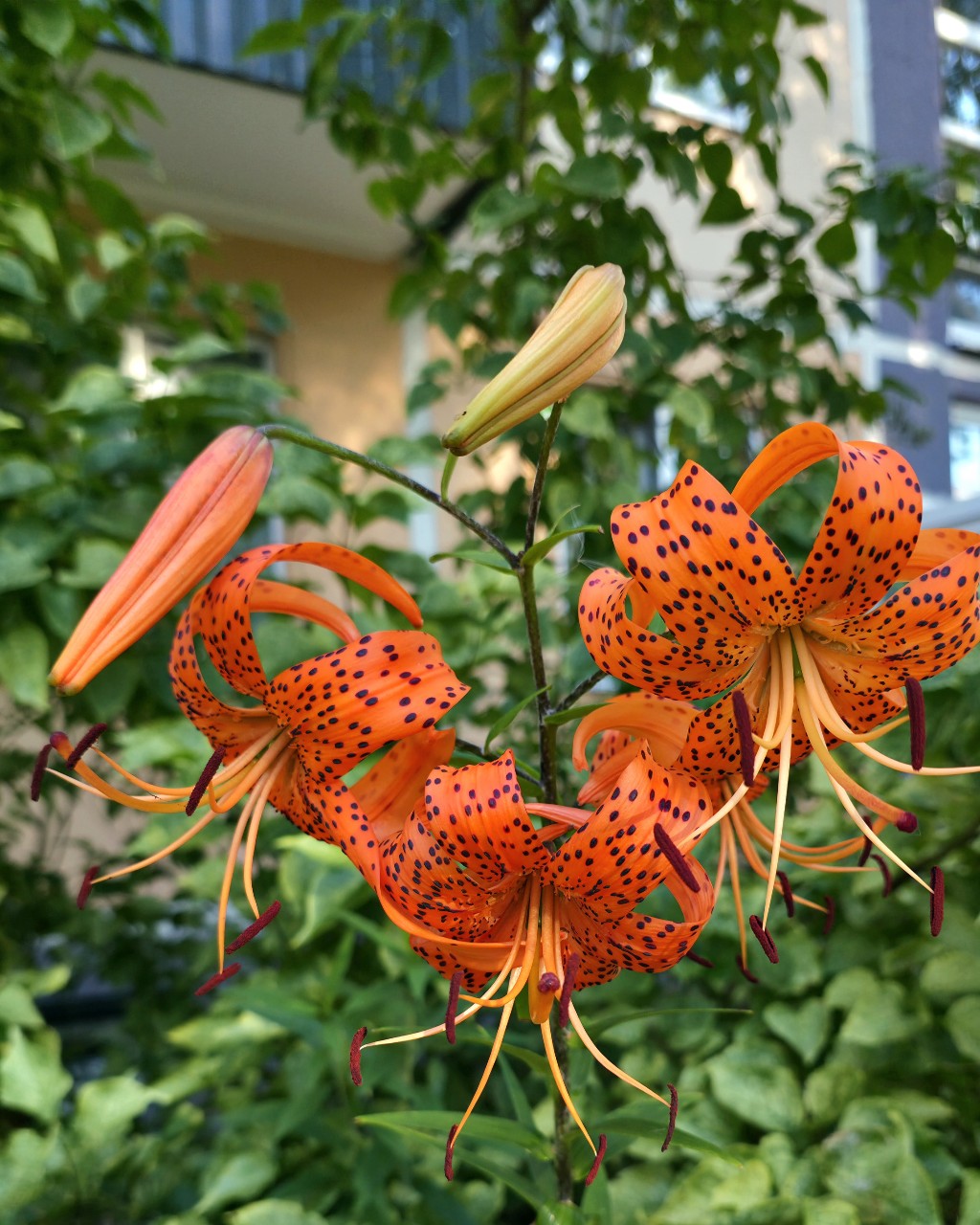  в LOOKY — Тигровая лилия 
(лат. Lilium lancifolium, ранее — Lilium tig