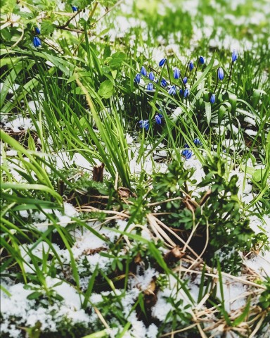 Леди Катерина и кот в LOOKY. #looky. Снежный апрель💚 ❄🤍...