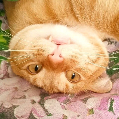 ivan_alexandrovich в LOOKY. . 