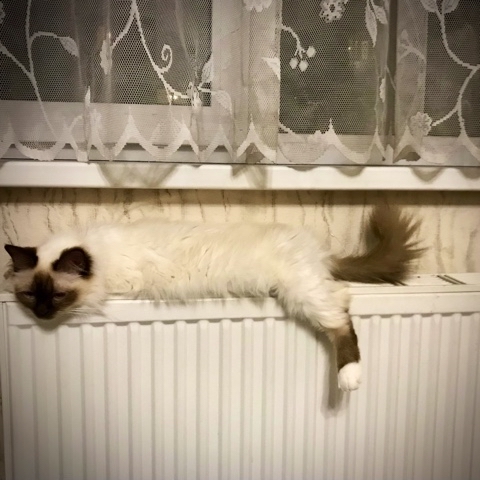 svetlana14064 в LOOKY. #шарлинфэмили,#Осень,#Породистыекотята,#Котята. Наступили холода…#Св...