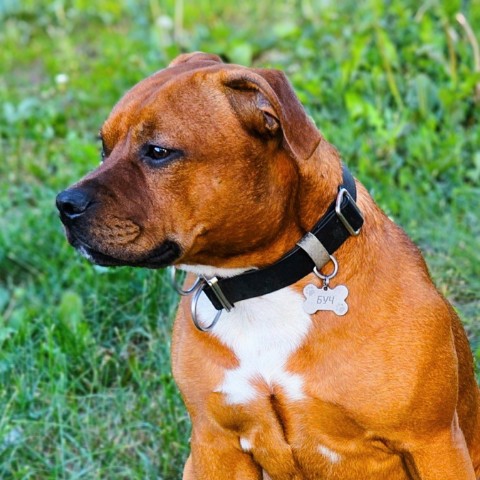 BuchTheStaffy в LOOKY. . 