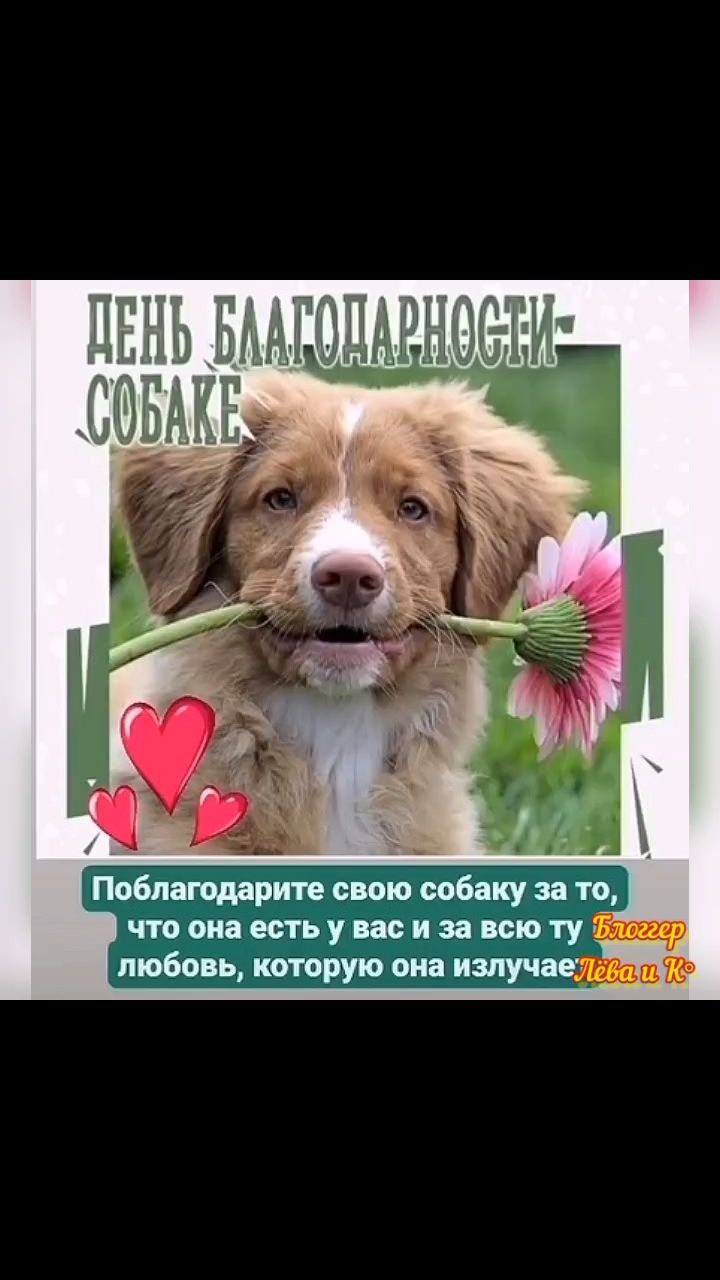 pserge61 в LOOKY. #БлоггерЛёваиК,#ВсемирныйДеньБлагодарностиСобакевПрайде,#рыжийкот,#ориентал,#сфинкс,#чёрныйкот,#норвежскийлеснойкот,#русскоевропейскаялайка,#мыизкотограма,#DogAppreciationDay,#RedCat,#Oriental,#Sphinx,#NorwegianForestCat,#Laika. <<ВСЕМИРНЫЙ ДЕНЬ БЛА...