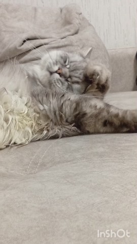 darenka_little в LOOKY. #котики,#cats,#ilovemycat,#lovecats,#nature,#instacat,#kitty,#animals,#коты #кот #cat #catsofinstagram #кошка #кошки #котята #котик #котэ #catstagram #котенок #животные #catlover #catlovers #instacat #инстакот #котя #котятки #catlife #catoftheday #cats_of_instagram. Пятничный умывалтинг...