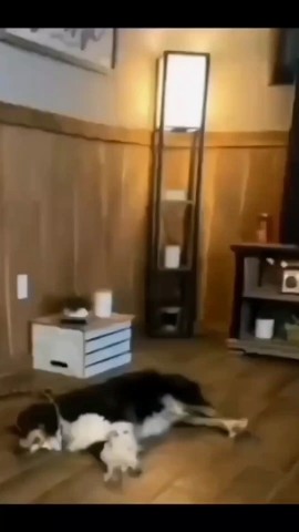 Kitty в LOOKY. . 😳🦖🙈☺🐈🐾🤣

[#топ...