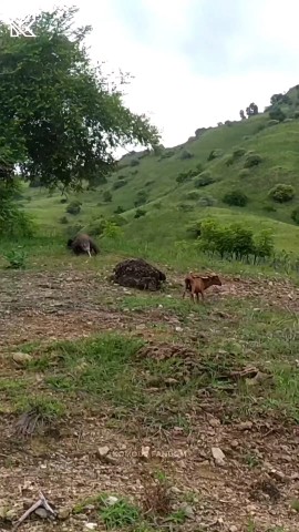 INSIDE-WILDLIFES в LOOKY. . https://youtube.com/...
