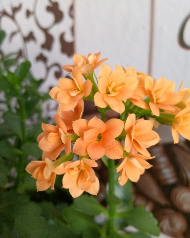 Looky_1706678485939 в LOOKY. . Зацвёл первый раз за...