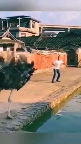 Looky_1721747192033 в LOOKY. . Видео от Анжелы