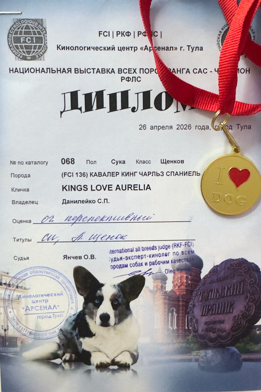 Светлана в LOOKY. #выставкаТула,#ЛЩ,#кавалеркингчарльзспаниель,#РКФ. Национальная выставк...