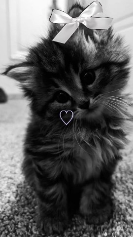Looky_178801436230502 в LOOKY. . Я люблю музыку )