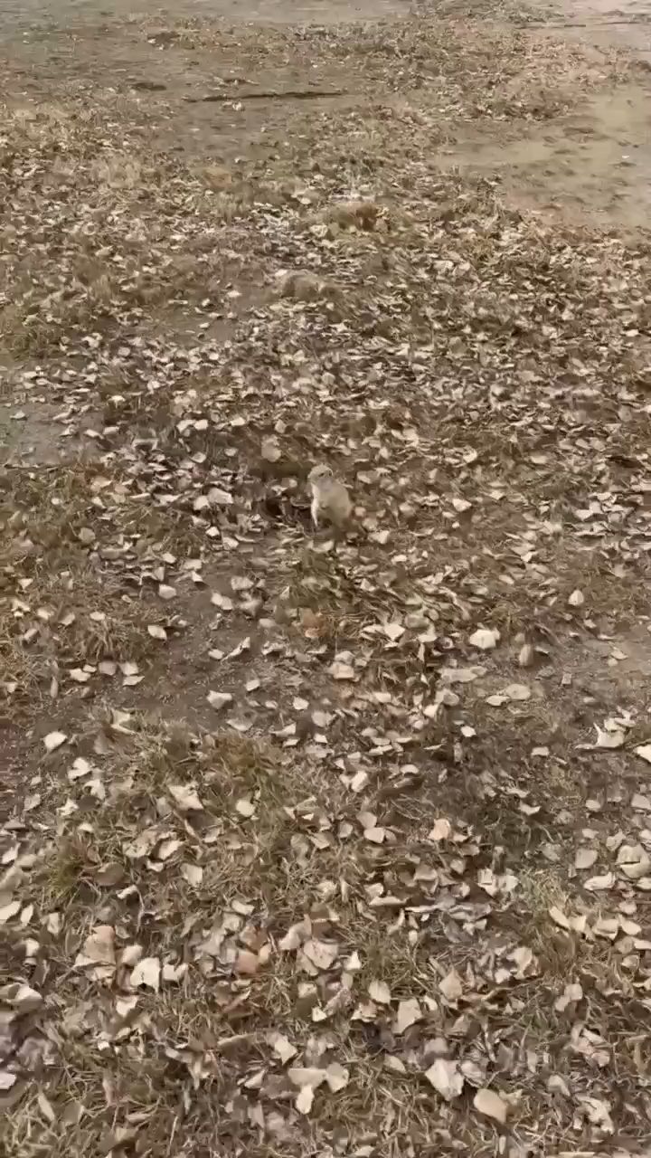 idgrigorijharlan в LOOKY. . 