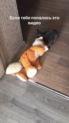 Roland в LOOKY. #чихуахуа,#dogmom,#кормдлясобак,#домашниеживотные. Отправляй видео запа...