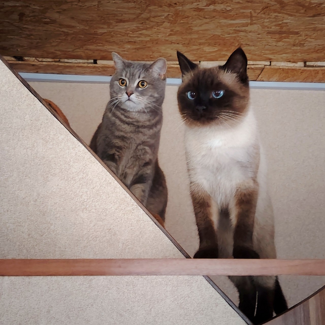 almaz_mom в LOOKY — Мои красавчики
#котиклямур #котиксаймон #двакота #выходной #