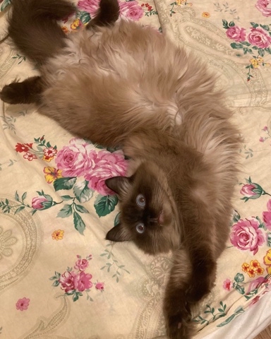 maksen_maksenych в LOOKY. #кошачийблог,#мыизкотограма,#котыванфасивпрофиль,#кот,#жизнькота,#усымоидлинные,#котофото,#котизм,#котэ,#кот,#котнаоборот,#пузикокота,#кошка. Не торопится к нам л...