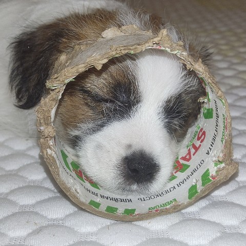 allegro_diavoletto_kennel в LOOKY. . Спим. 

Маленькая сп...