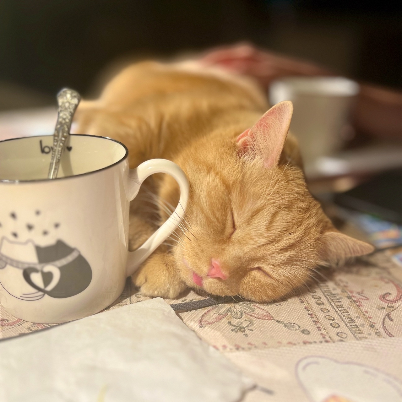 Всем спать 😴
[#кот ](кот)[#рыжий ](рыжий)[#котик ](котик)