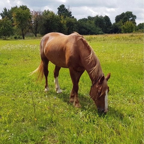 yuriy23 в LOOKY. #лошади.#лошадь,#кони,#животное,#село,#horses,#nature,#лето,#pet,#деревня. Лошадь     /      #л...