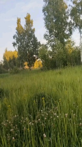 Катерина в LOOKY. . 