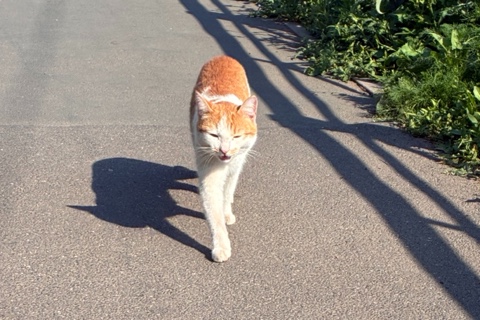 Looky_178656268855917 в LOOKY. . Котя гопник [#кот ](...