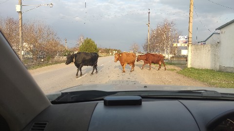 borm_crimea в LOOKY. #крым. Едешь такой и внезап...