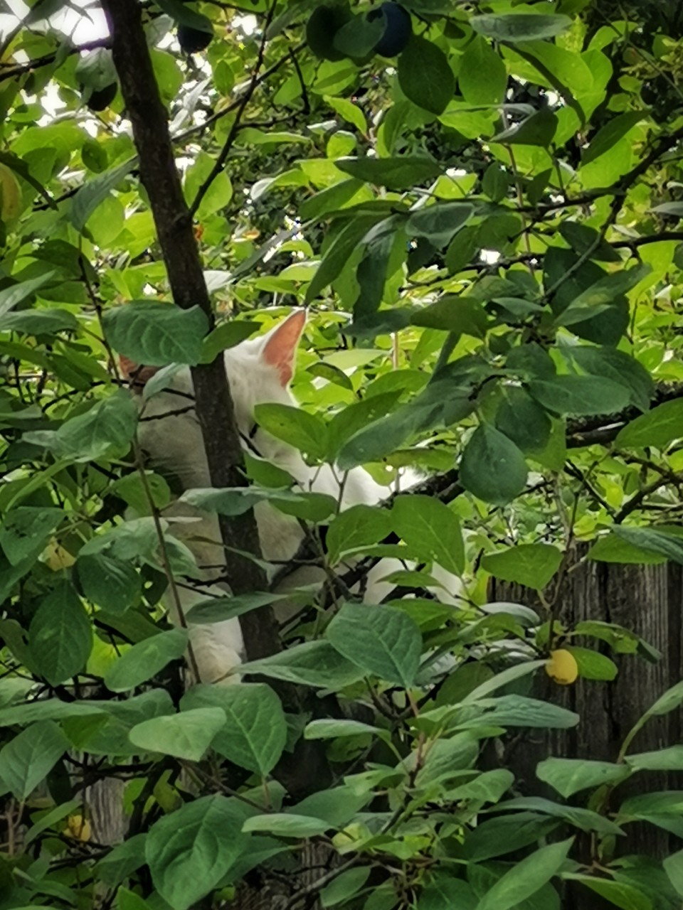 ✨ Найди кота в зарослях сливы 😁

#кот #котик #коты #фото #лето #природа #август #cats #cat #summer #august #nature #looky #looky_Top #looky_official [#looky_топ ](looky_топ)[#looky_контент ](looky_контент)