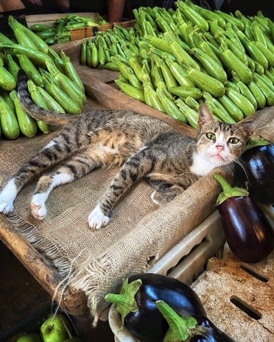 sl.cats в LOOKY. . 