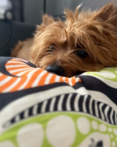 marinalapa в LOOKY. . Всем привет! 🐶