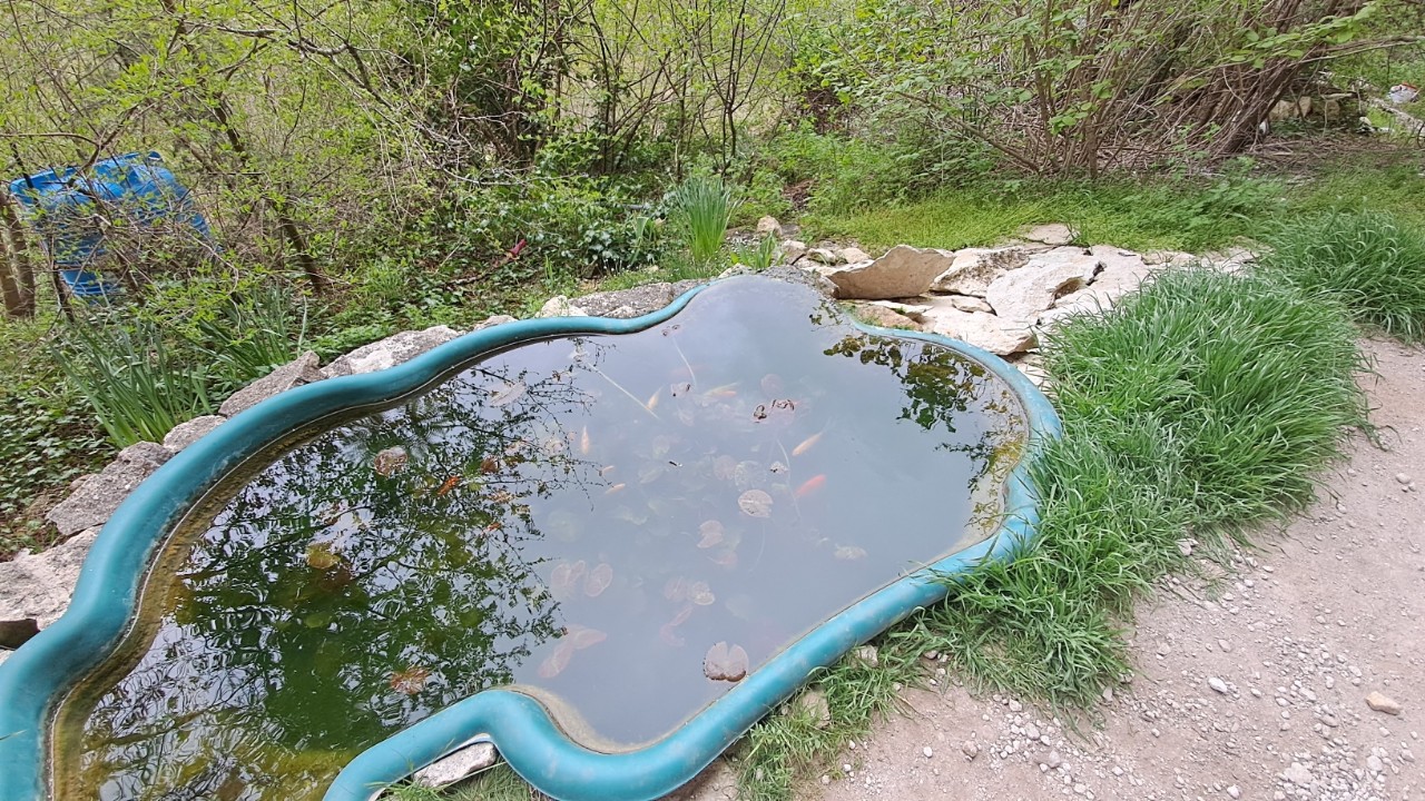 Кои у Стратилата