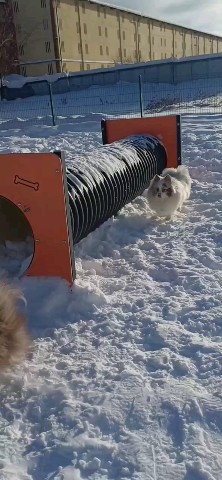 Olga_pom_shpitz в LOOKY. #Москва,#Подмосковье,#питомник_ФЛАФФИ_ФРЕНД,#Перово,#Новогиреево,#Измайлово,#Терлецкий_парк,#шпиц,#средний_шпиц,#миттельшпиц,#собака,#мраморныйшпиц. ❄️❄️❄️ Пламенный при...