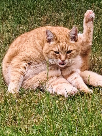 fatinya19488 в LOOKY. #котрыжик. [#краснаямашинавызов...