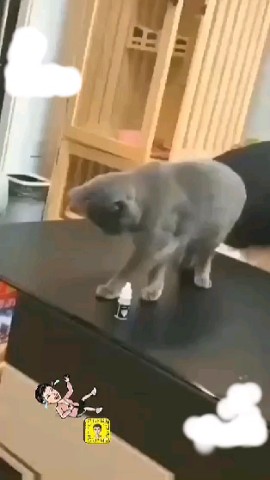 HR-колледж в LOOKY. . 🤣🤣🤣🤣🤣🐱🐱🐱🐱🐱