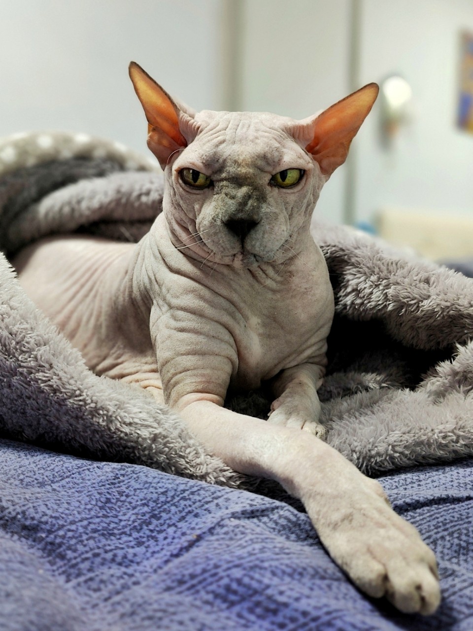 Виктор in LOOKY. #сфинкс,#sphynx,#донскойсфинкс,#кот,#кошка,#котики,#котэ,#лысая,#лысаякошка,#фотокотиков,#котомания,#домашниеживотные,#домашниепитомцы,#evasphynxcat,#мыизкотограмаlooky,#looky_official,#looky,#looky_official,#LOOKY_контент,#looky_you,#you. 😻😻😻
#евапопятница...