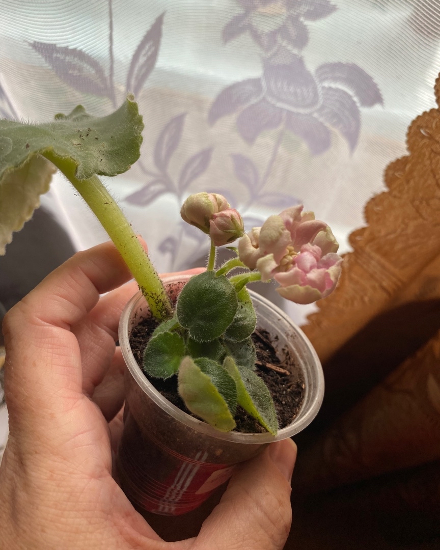 Торопится цвести🌸