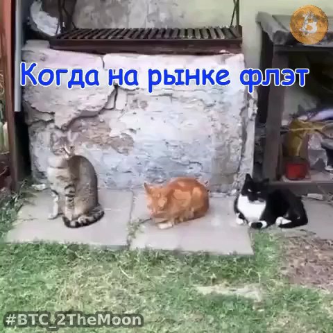 BTC_2TheMoon в LOOKY. . Скукотища...