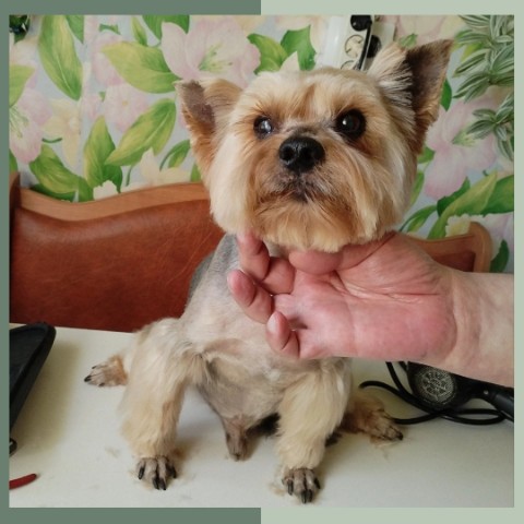 mariya.groomer в LOOKY. #йоркширскийтерьерстрижка,#йоркстрижка,#йорк,#йорктерьер,#йоркомания,#йоркширскийтерьер,#йорки,#йорики,#йоркирулят,#йоркивинстаграме,#йоркшир,#йоркомир,#йоркспб,#стрижкайорка,#стрижкайоркаспб,#стрижкайоркширскоготерьера,#стрижкайорков,#грумингйорков,#грумернадом,#грумерспб,#грумердляйорка,#грумервыезд,#грумермария. Ёлк 🤩

🐾стрижка 
�...