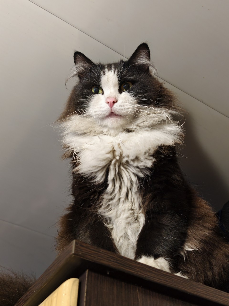 За мной наблюдает дядя Барсик, как я играю😼😸