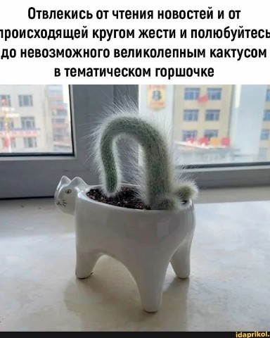 Понятная психология в LOOKY. . 