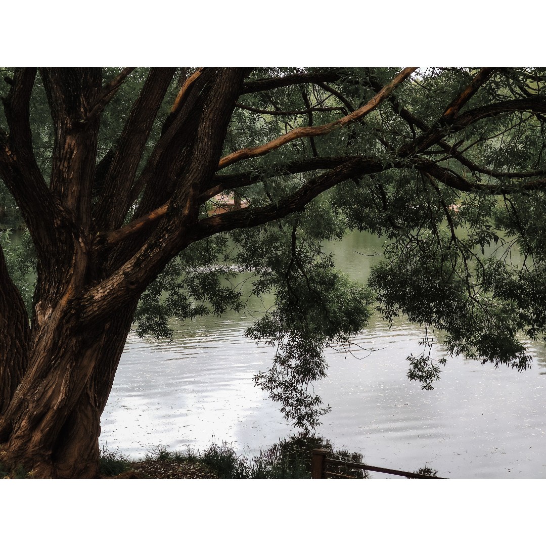 Olga в LOOKY — [#tree](tree) [#nature](nature) [#lake](lake) [#дерево](дере