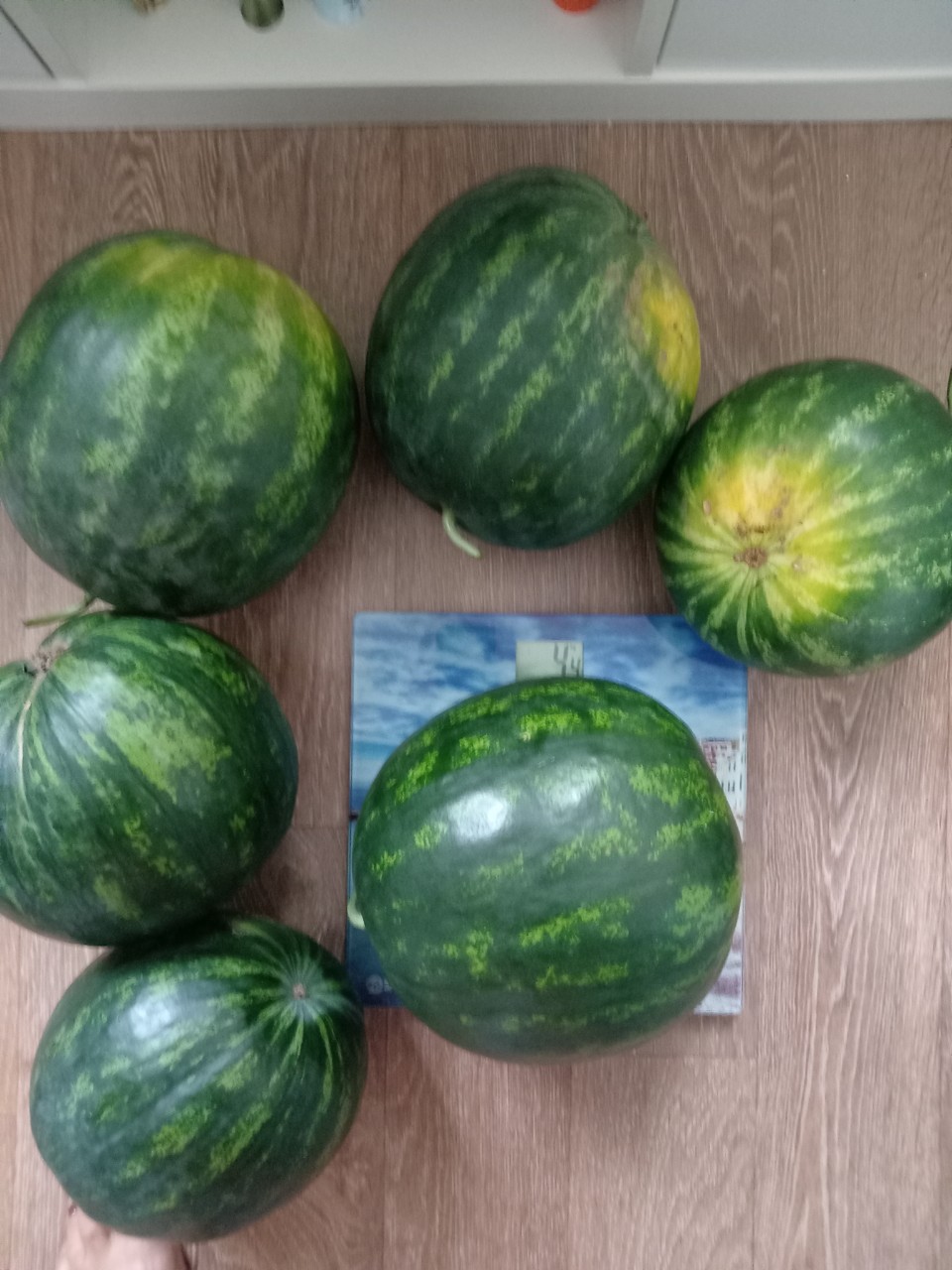 Вот и настал день Ха🍈
Последний тёплый день лета. Садитесь поудобнее, расскажу вам мою арбузную историю✨ 
Когда мне было 5 лет, мы жили в рабочем пригороде Свердловска, ныне Екат. Недалеко от нас был тупик в котором стоял один загадочный вагон. Одним днём приходит брат мой Сашка, ему было 10,и просит у мамы мешок. Оказалось это был вагон с арбузами, и, на знаю уж по какой причине его открыли к всеобщему доступу, видно долго стоял и был списан. Часть арбузов высыпалась и полопалась и  какой - то момент ребятня с ложками🥄🥄🥄 с ближайших окрестностей(не знаю чья была идея😋) ходили и поедали эти арбузы🍉🍉🍉
Делитесь своей арбузной историей, а я пойду пробовать арбуз который холила все лето, почесывала ему бОки и хвалила😊
#арбузнаяистория  #август