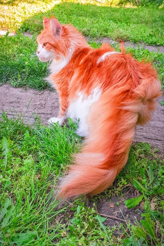 thecatrysia в LOOKY. #прогулка. Что-то нас снова сду...