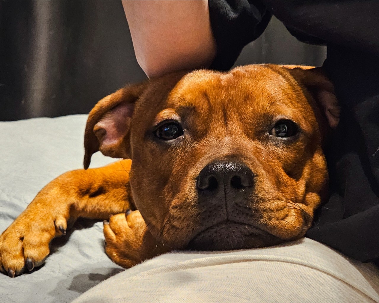 BuchTheStaffy in LOOKY
