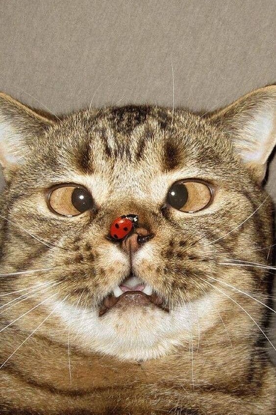 Looky_172389155958388 в LOOKY — публикация