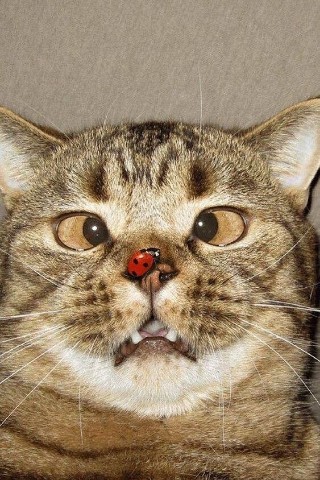 Looky_172389155958388 в LOOKY. . 