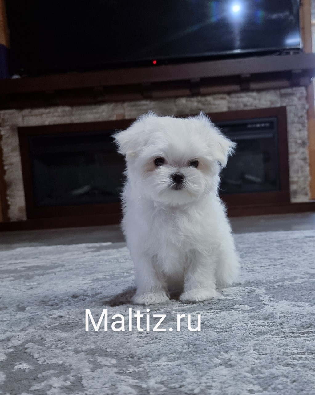 Питомник мальтезе  Daily Love в LOOKY — Свободная девочка мальтезе #питомниемальтезе #щенкимальтезе 