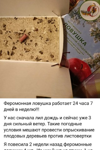 dendro_pro в LOOKY. . Феромонная ловушка