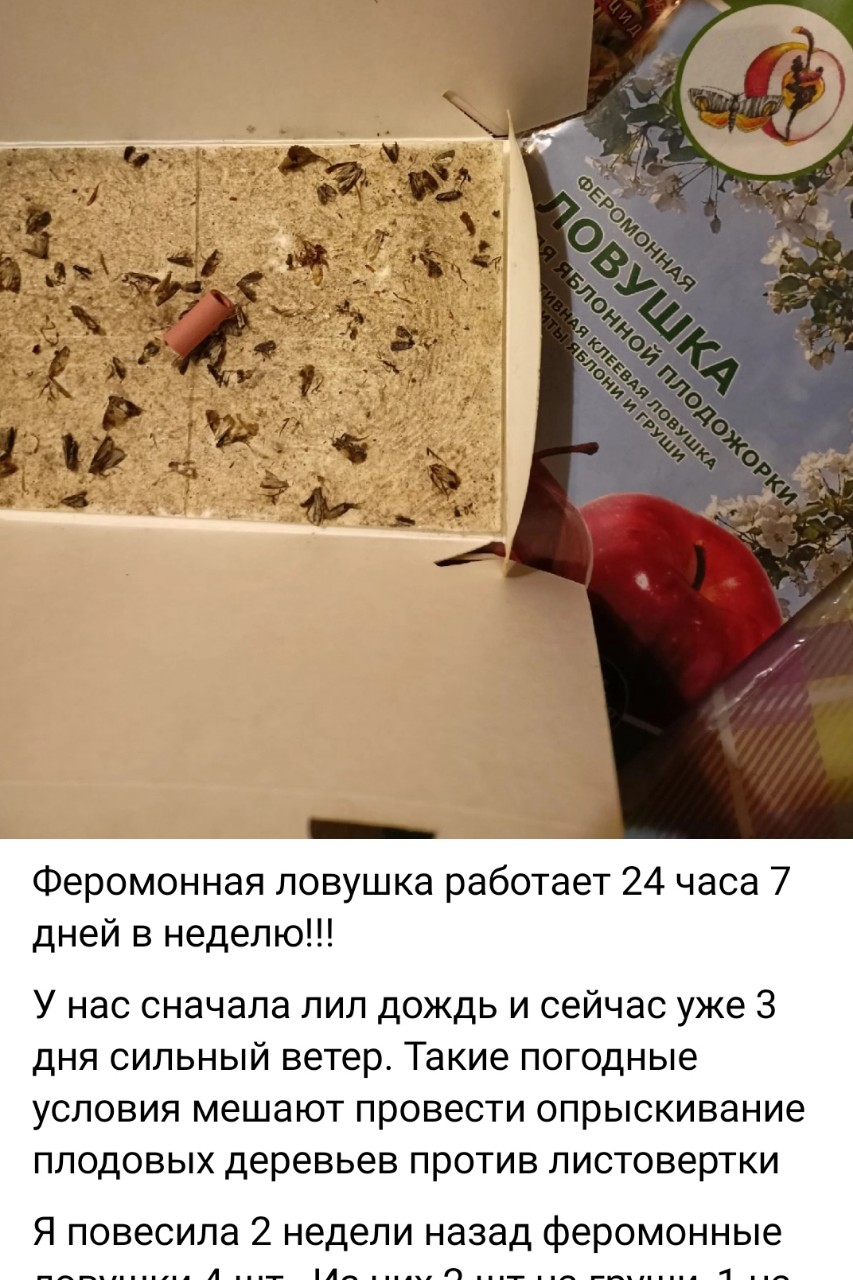 Феромонная ловушка
