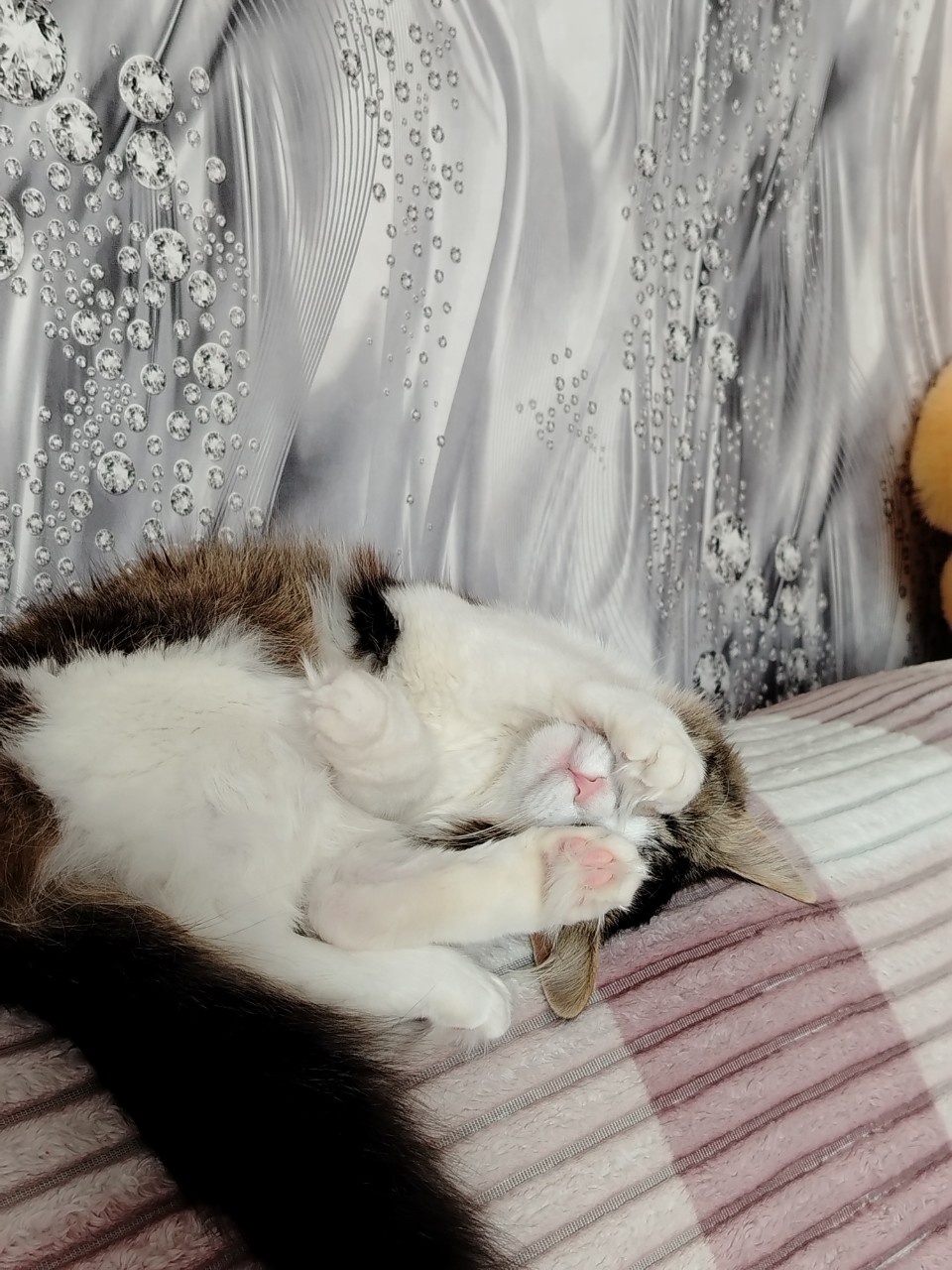 Доброй ночи🌛
Сладких снов😴

[#ночь ](ночь)[#спокойнойночи ](спокойнойночи)[#сладкихснов ](сладкихснов)#Муха #питомец [#любимецсемьи ](любимецсемьи)[#любимец ](любимец)[#кошки ](кошки)