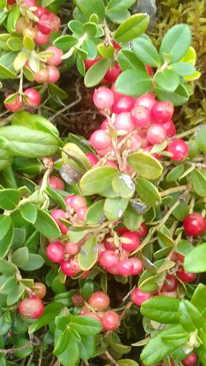 Сходили в лес 🌳 за брусникой 🍓, есть очень спелые ягоды и есть немножко недозрелые, лесным урожаем довольны 😊. Спасибо, лес! 🌳🌿 🍀👍
